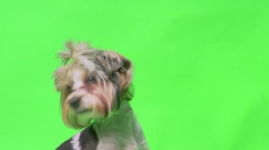 Yeşil ekranda poz veren Yorkshire Terrier köpeği