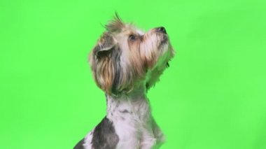 Yeşil ekran arka planında bir Yorkshire Terrier köpeği ödül ister ve başını döndürür