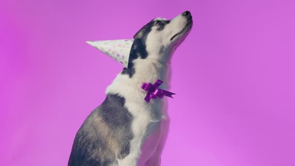 Young husky with birthday hat and bow in studio on pink backgrounds — Stock Video