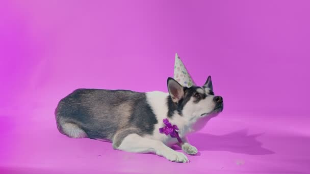 Husky jovem com chapéu de aniversário e arco estabelece no estúdio em fundos rosa — Vídeo de Stock