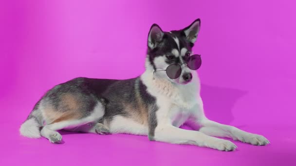 Jeune husky posant avec des lunettes de soleil en studio sur fond rose — Video