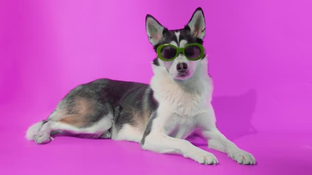 Giovane husky posa con occhiali da sole in studio su sfondi rosa — Video Stock
