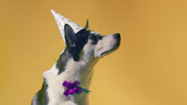 Giovane husky con cappello di compleanno e fiocco in studio su sfondi arancioni — Video Stock