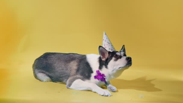 Husky jovem com chapéu de aniversário e arco estabelece no estúdio em fundos cor-de-laranja — Vídeo de Stock