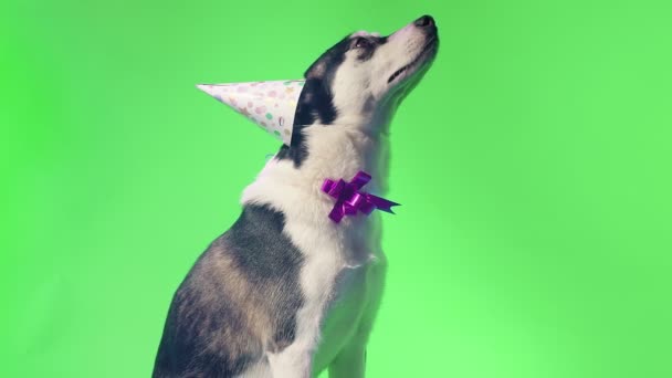 Giovane husky con cappello di compleanno e fiocco in studio su sfondi chiave croma schermo verde — Video Stock