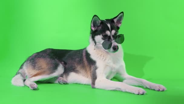 Giovane husky posa con occhiali da sole in studio su sfondi chiave croma schermo verde — Video Stock