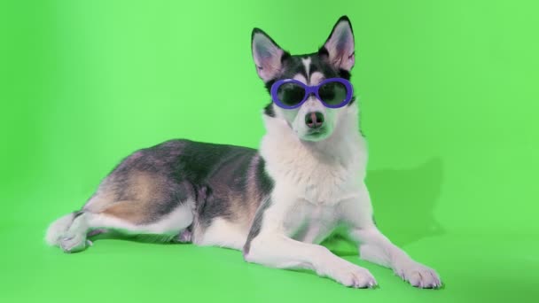 Jong husky poseren met een zonnebril in de studio op groen scherm chroma belangrijkste achtergronden — Stockvideo