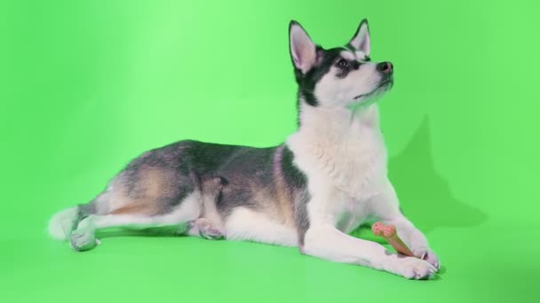 Giovane husky posa con il suo giocattolo di osso arancione in studio su sfondi chiave croma schermo verde — Video Stock