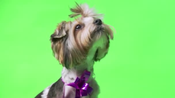 Yeşil ekran arka planında bir Yorkshire Terrier köpeği ikram istiyor. — Stok video