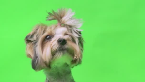 Retrato del pequeño perro Yorkshire Terrier posando en la cámara sobre fondo de pantalla verde — Vídeos de Stock