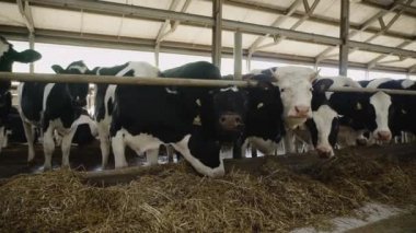 Modern çiftlikte inekler besleniyor. Süt çiftliğinde beslenen inekleri kapatın. Süt çiftliğindeki inek saman yiyor. Çiftlik ahırında traktör sürüyor. Yuvalanmış