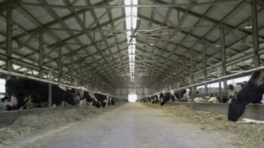 Büyük, modern çiftlikteki inekler. Geniş açı.
