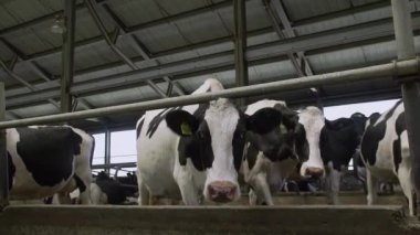 Modern bir çiftlikte inekleri sağmak, süt sağmadan önce ahırlarda duran inekler, süt sağma, tarım, süt ürünleri...