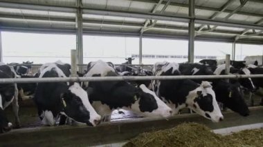 Süt çiftliğinde saman yiyen inekler. modern inek ahırları