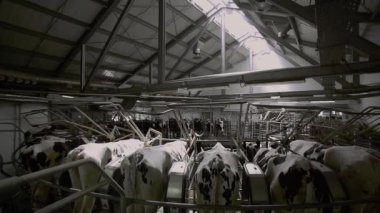 Büyük bir süt çiftliğindeki süt sağma salonunda inekler sağılıyor.