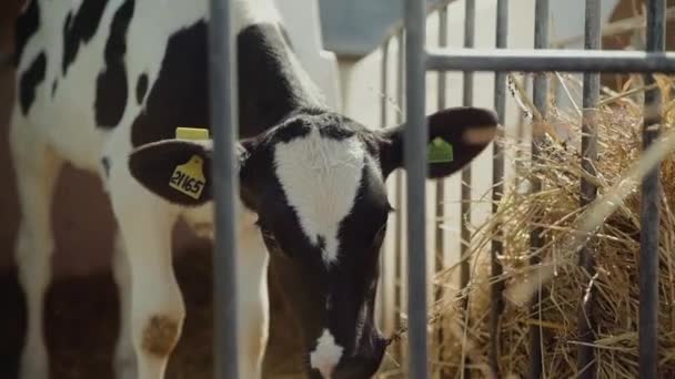 Étable agricole moderne avec jeune veau mangeant du foin — Video