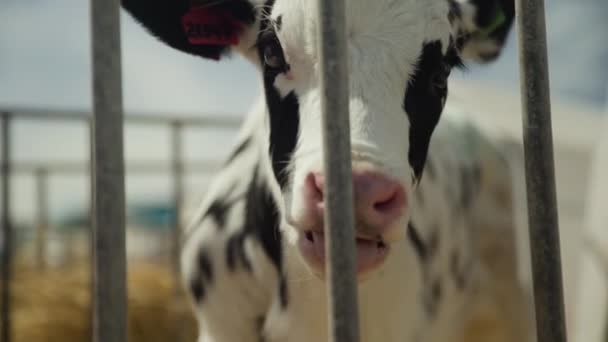 子牛は納屋で干し草を食べる。現代の酪農場の牛。農場で繁殖する牛 — ストック動画