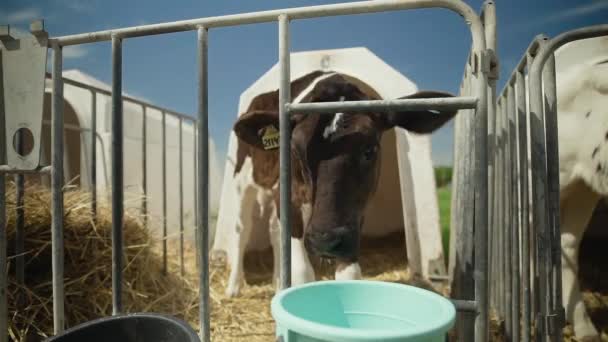 Ο Calf κοιτάζει την κάμερα. Αγελάδες αναπαραγωγής στην εκμετάλλευση — Αρχείο Βίντεο