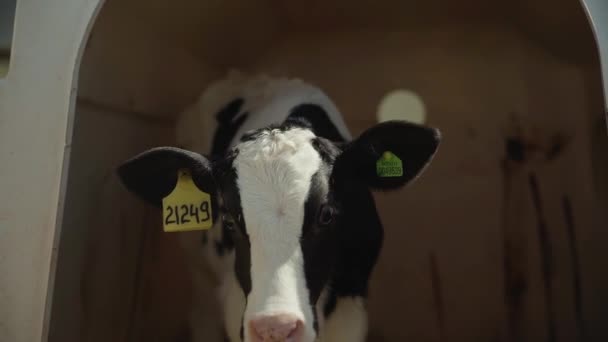 Теленок после питья молока на ферме. Молодые черно-белые коровы Гольштейна внутри фермерского амбара. — стоковое видео