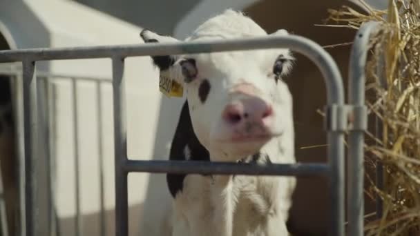 Petit veau regarde la caméra dans la ferme — Video