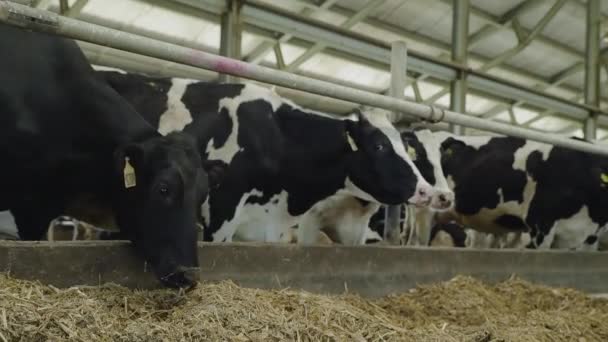 As vacas estão perto de um confinamento e a comer. — Vídeo de Stock