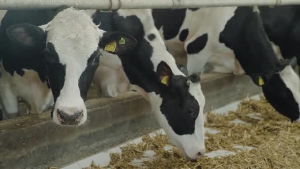 Proceso de alimentación de terneros en granja moderna. Acercar la alimentación de las vacas en la granja de leche. Vaca en granja lechera comiendo heno. Cobertizo. — Vídeos de Stock