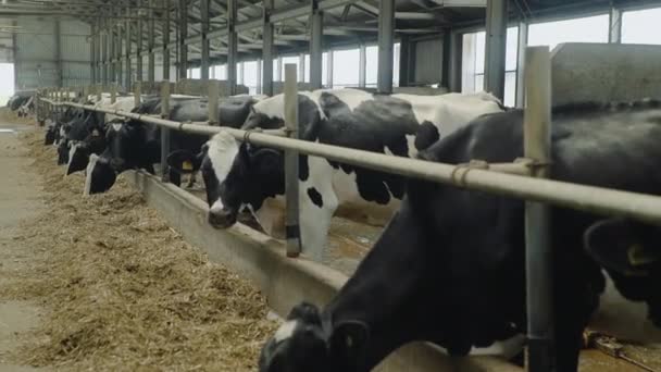 Las vacas comen en el establo. Un establo en el campo. Muchas vacas en una casa de vacas. Industria agrícola — Vídeos de Stock