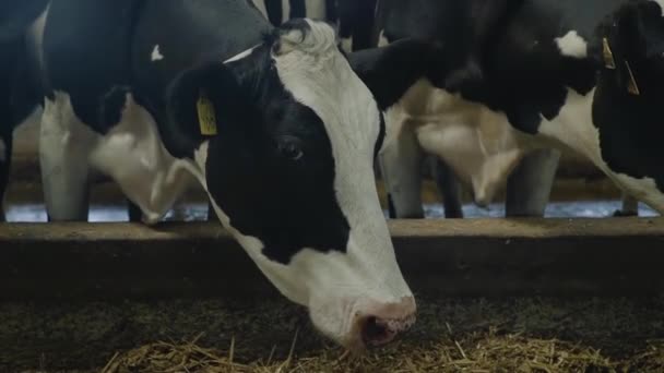 Proceso de alimentación de vacas en granja moderna. Acercar la alimentación de las vacas en la granja de leche. Vaca en granja lechera comiendo heno. Tractor conduciendo en el granero. Cobertizo — Vídeos de Stock