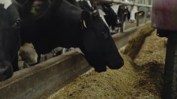 Vacas comiendo heno en un establo en una granja lechera. establo moderno — Vídeos de Stock