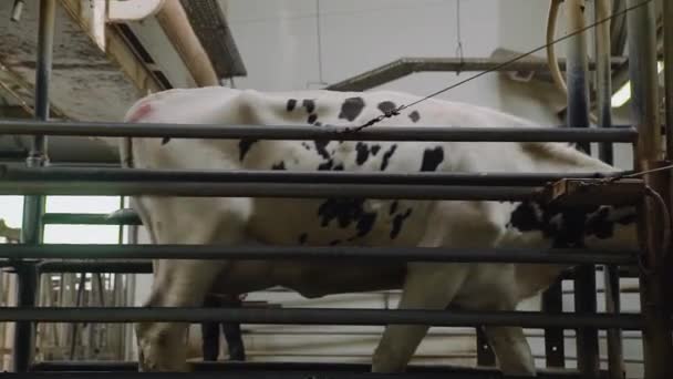 Koeien lopen in moderne koeienstal op de boerderij — Stockvideo