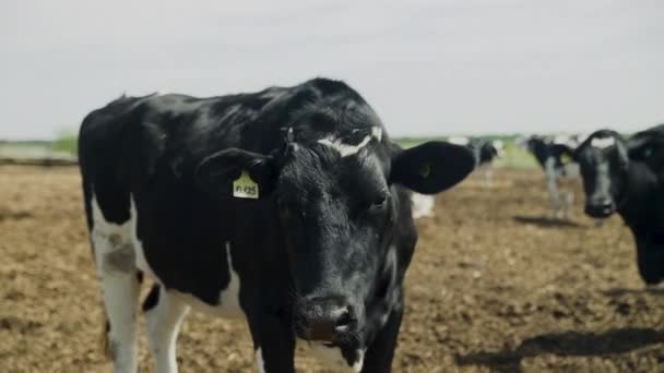 Manada de vacas caminando por la granja — Vídeos de Stock