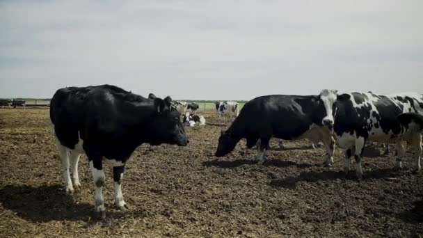 Una manada de vacas en un prado en un campo mirando a la cámara. Las vacas blancas y negras caminan sobre la hierba. Concepto: agricultura, agricultura, producción natural de leche ecológica en condiciones naturales. — Vídeos de Stock