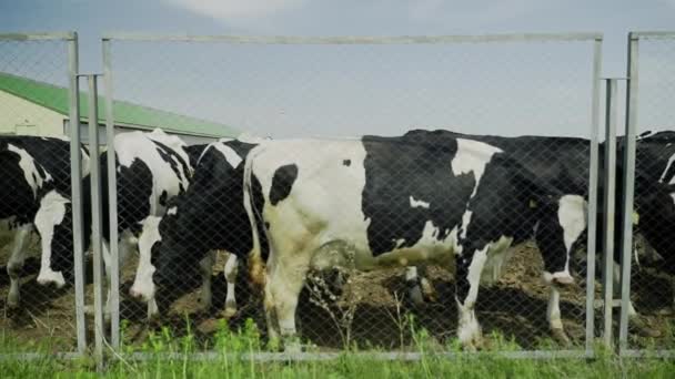 Vacas em pé comportam-se como cerca de metal na fazenda — Vídeo de Stock