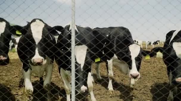 Vacas que se estancan cerca de metal behaind en la granja — Vídeos de Stock