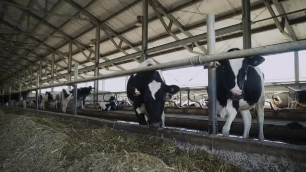 Holstein diario frisón vacas en establo de ganado libre comer alimentos compuestos — Vídeos de Stock