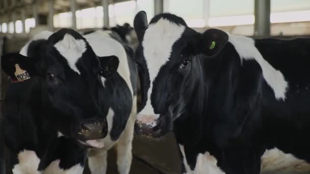 Коровы стоят рядом с откормочной площадкой и едят — стоковое видео