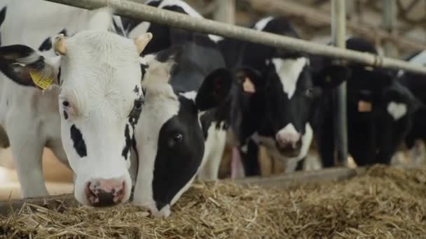 Vacas comiendo heno en un establo en una granja lechera. establo moderno — Vídeos de Stock
