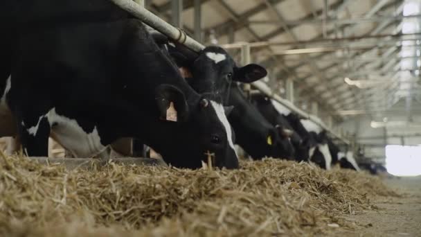 Holstein Fries dagboek koeien in vrije veestapel eten samengestelde voedsel — Stockvideo