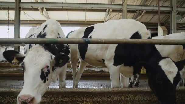 Αγελάδες που τρώνε σανό σε στάβλο σε γαλακτοκομείο. σύγχρονο στάβλο — Αρχείο Βίντεο