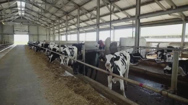 Корови їдять у кабінці. Коров'яче тіло в сільській місцевості. Багато корів у коров'ячому будинку. сільськогосподарської промисловості — стокове відео