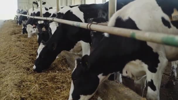 Processus d'alimentation des veaux sur la ferme moderne. Fermez la vache qui se nourrit sur la ferme laitière. Vache à la ferme laitière mangeant du foin. Berceau.