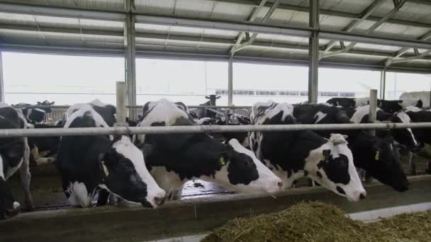 Krávy jedí seno v kravíně na mléčné farmě. moderní kravín — Stock video