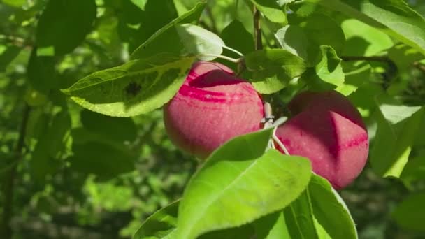 Dos manzanas rojas cuelgan de un árbol en un día soleado — Vídeo de stock