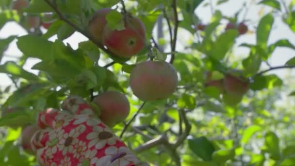 En man plockar ett rött äpple i trädgården — Stockvideo