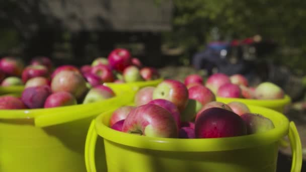 Apfelernte im Eimer auf dem Boden im Garten. — Stockvideo