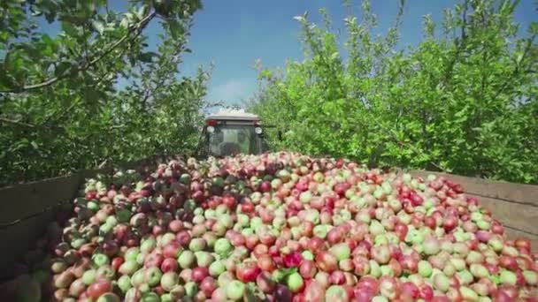 Agricultores coletam maçãs maduras no jardim — Vídeo de Stock