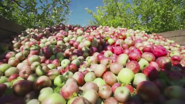 Boeren verzamelen rijpe appels in de tuin — Stockvideo