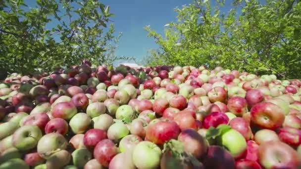 Çiftçiler bahçede olgun elmalar toplarlar. — Stok video