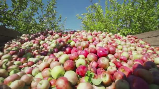 Фермеры собирают спелые яблоки в саду — стоковое видео