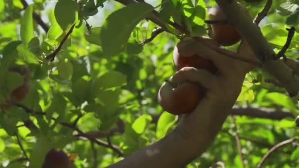 En man plockar ett rött äpple i trädgården — Stockvideo